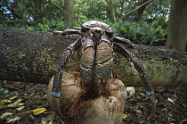 Coconut Crab (Birgus latro) the world's largest land invertebrate, husking and eating a coconut on the forest floor, Palmyra Atoll, US National Wildlife Refuge, US Line Islands