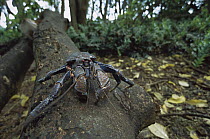 Coconut Crab (Birgus latro) on fallen tree trunk, the world's largest terrestrial invertebrate has been decimated elsewhere for human food, Palmyra Atoll, US National Wildlife Refuge, Us Line Islands