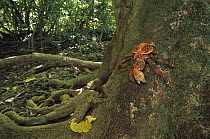 Coconut Crab (Birgus latro) scaling a Grand Devil's-claws tree
