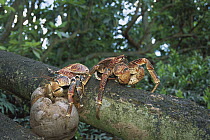 Coconut Crab (Birgus latro) pair eating coconut on forest floor, world's largest terrestrial invertebrate, Palmyra Atoll, US National Wildlife Refuge, US Line Islands