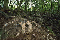 Coconut Crab (Birgus latro) digging burrow on forest floor, Palmyra Atoll, world's largest terrestrial invertebrate, US National Wildlife Refuge, US Line Islands