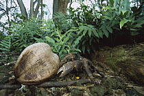 Coconut Crab (Birgus latro) eating a coconut on the forest floor, world's largest terrestrial invertebrate, Palmyra Atoll, US National Wildlife Refuge, US Line Islands