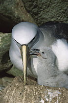 Salvin's Albatross (Thalassarche salvini) chick begging parent for food, New Zealand