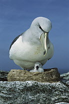 Salvin's Albatross (Thalassarche salvini) parent standing protectively over chick in mud nest, New Zealand