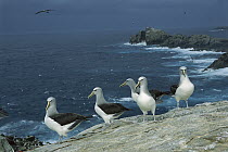Salvin's Albatross (Thalassarche salvini) small group of non-breeders socializing in open areas of crowded nesting colony, Proclamation Island, Bounty Islands, New Zealand