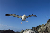 Salvin's Albatross (Thalassarche salvini) returning to nesting colony after feeding trip, Proclamation Island, Bounty Islands, New Zealand