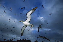 Salvin's Albatross (Thalassarche salvini) returning en masse to crowded nesting colony at sunset, Proclamation Island, Bounty Islands, New Zealand