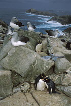 Erect-crested Penguin (Eudyptes sclateri) with Salvin's Albatross (Thalassarche salvini) and Fulmar Prions (Pachyptila crassirostris) crowded on storm-lashed granite rock outcrops, Proclamation Island...