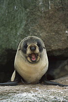 New Zealand Fur Seal (Arctocephalus forsteri) pup calling, Proclamation Island, Bounty Islands, sub-Antarctica New Zealand