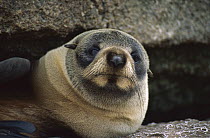 New Zealand Fur Seal (Arctocephalus forsteri) pup portrait, Proclamation Island, Bounty Islands, sub-Antarctica New Zealand