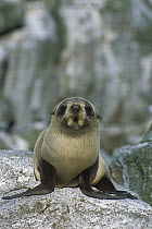 New Zealand Fur Seal (Arctocephalus forsteri) pup, Proclamation Island, Bounty Islands, sub-Antarctica New Zealand