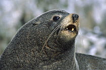New Zealand Fur Seal (Arctocephalus forsteri) territorial bull, Proclamation Island, Bounty Islands, sub-Antarctica New Zealand