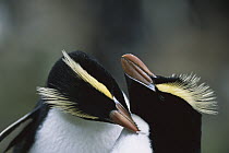 Erect-crested Penguin (Eudyptes sciateri) pair allopreening, Antipodes Island, New Zealand