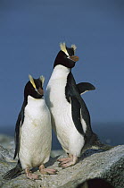 Erect-crested Penguin (Eudyptes sciateri) pair, Antipodes Island, New Zealand