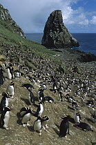 Erect-crested Penguin (Eudyptes sciateri) enormous Orde-Lees Rookery, North Coast, Antipodes Island, New Zealand
