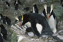 Erect-crested Penguin (Eudyptes sciateri) parents guarding young chick in nest, Antipodes Island, New Zealand