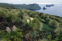 Megaherb (Anisotome antipoda) plants in full bloom amid tussock grass along rugged north coast, Antipodes Island, sub-Antarctica New Zealand