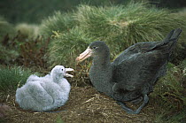 Northern Giant Petrel (Macronectes halli) chick begging parent for food, Antipodes Island, New Zealand