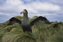Northern Giant Petrel (Macronectes halli) stretching wings amid tussock grass, Antipodes Island, New Zealand