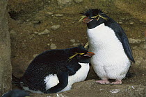 Rockhopper Penguin (Eudyptes chrysocome) pair at nest, one is incubating an egg, Antipodes Island, New Zealand