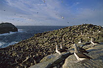 Salvin's Albatross (Thalassarche salvini) crowded nesting colony, Proclamation Island, Bounty Islands, New Zealand
