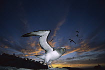 Salvin's Albatross (Thalassarche salvini) returning to crowded nesting colony at sunset, Proclamation Island, Bounty Islands, New Zealand