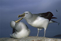 Salvin's Albatross (Thalassarche salvini) pair in courtship display sequence, Proclamation Island, Bounty Islands, New Zealand