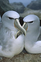Salvin's Albatross (Thalassarche salvini) pair bonding at nest site, Proclamation Island, Bounty Islands, New Zealand