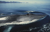 Fin Whale (Balaenoptera physalus) resident adult at winter feeding grounds, Sea of Cortez, Baja California, Mexico