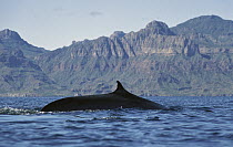 Fin Whale (Balaenoptera physalus) resident adult at winter feeding grounds, Sea of Cortez, Baja California, Mexico