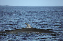 Bryde's Whale (Balaenoptera edeni) in Cromwell Current, upwelling feeding area, Banks Bay, Isabella Island, Galapagos Islands, Ecuador
