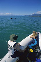 Long-finned Pilot Whale (Globicephala melas) Department of Conservation rescue team escorting pod into deeper water after stranding, Golden Bay, South Island, New Zealand