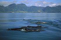 Long-finned Pilot Whale (Globicephala melas) pod swimming closely together in coastal waters, Golden Bay, South Island, New Zealand