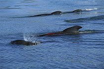 Long-finned Pilot Whale (Globicephala melas) pod swimming closely together in coastal waters, showing burn from stranding, Golden Bay, South Island, New Zealand