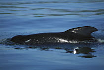 Long-finned Pilot Whale (Globicephala melas) in coastal waters, Golden Bay, South Island, New Zealand