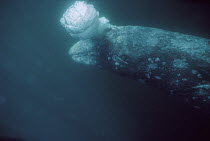 Gray Whale (Eschrichtius robustus) adult underwater blowing bubbles, Magdalena Bay, Baja California, Mexico