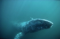 Gray Whale (Eschrichtius robustus) adult underwater trailing bubbles, Magdalena Bay, Baja California, Mexico