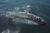 Gray Whale (Eschrichtius robustus) calf playfully nudging its mother's head, Baja California, Mexico