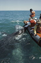 Gray Whale (Eschrichtius robustus) friendly cow and calf making contact with whale watching boat, San Ignacio, Baja California, Mexico