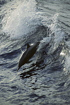 Spinner Dolphin (Stenella longirostris) jumping, between Panama and Cocos Island, tropical Eastern Pacific Ocean