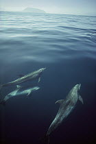 Bottlenose Dolphin (Tursiops truncatus) pod near Isabella Island, Galapagos Islands, Ecuador