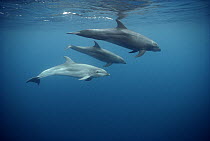 Bottlenose Dolphin (Tursiops truncatus) resident pod underwater, Roca Redonda, Galapagos Islands, Ecuador