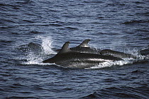 False Killer Whale (Pseudorca crassidens) pod swimming, Sea of Cortez, Baja California, Mexico