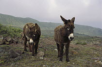 Feral Donkey (Equus asinus) pair on overgrazed pasture, San Benito Island, Baja California, Mexico