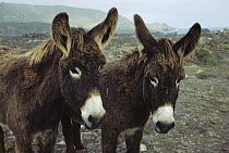 Feral Donkey (Equus asinus) pair in overgrazed pasture, San Benito Island, Baja California, Mexico