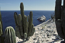 Cardon (Pachycereus pringlei) cactus growing on the cliffs, Isla San Pedro Martir, Sea of Cortez, Baja California, Mexico