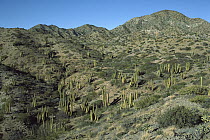 Cardon (Pachycereus pringlei) cactus forest, Santa Catalina Island, Sea of Cortez, Baja California, Mexico