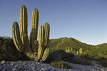 Cardon (Pachycereus pringlei) cactus, Santa Catalina Island, Sea of Cortez, Baja California, Mexico