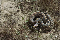 Gopher Snake (Pituophis catenifer) in desert steppe, San Carlos, Baja California, Mexico