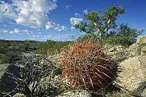 Barrel Cactus (Ferocactus sp) growing amid rocks, Puerto Remedios, Baja California, Mexico